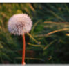 Flower Cards - Set 2 - Image 2