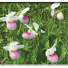 Flower Cards - Set 2 - Image 3