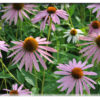 Flower Cards - Set 1