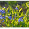 Flower Cards - Set 1 - Image 2