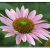 Flower Cards - Set 1 - Image 3