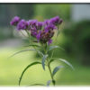Flower Cards - Set 1 - Image 4