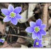 Flower Cards - Set 2